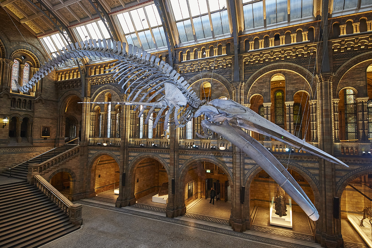 whale-skeleton-natural-history-museum-1